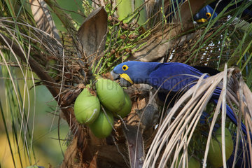 Hyacinth Macaw (Anodorhynchus hyacinthinus) eating palm nuts  Pantanal  Brazil