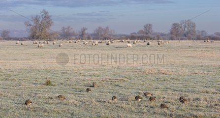 Flock of Grey Partridges foraging in a frozen meadow - GB