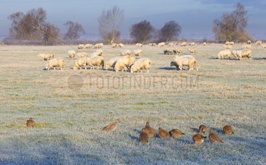 Flock of Grey Partridges foraging in a frozen meadow - GB