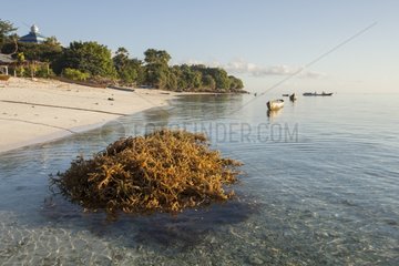 Agar Agar Seaweed harvesting - Kangge Island Alor Indonesia