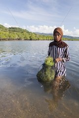 Agar Agar Seaweed collecting - Kangge island Alor Indonesia