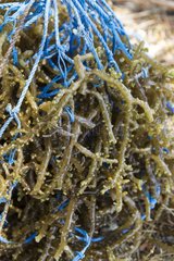 Agar Agar Seaweed on a line - Kangge island Alor Indonesia