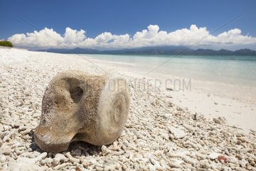 Whale bone on a beach - Kangge island Alor Indonesia