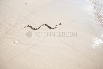 Sea Snake on a beach - Kangge island Alor Indonesia