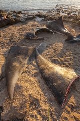 Manta ray meat on beach - Lamakera Solor Island Indonesia