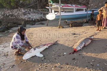 Woman cutting shark fins - Lamakera Solor Indonesia