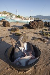 Shark fins in a bucket - Lamakera Solor Indonesia