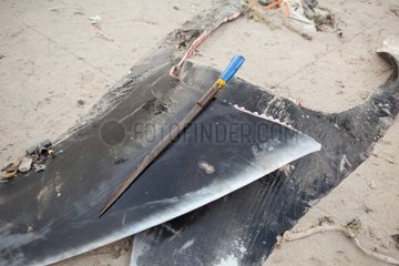 Manta ray fins on sand - Lamakera Solor Indonesia