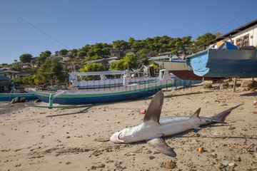 Thresher shark lying on the beach - Lamakera Solor Indonesia
