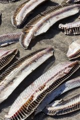 Manta gills drying - Solor Indonesia