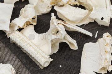 Shark bones for chinese medicine market - Solor Indonesia