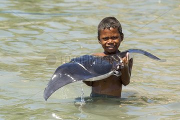 Boy handling mobula ray in water - Solor Indonesia