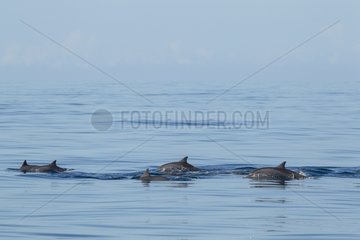 Dolphin swimming on the surface - Lamakera Solor Indonesia
