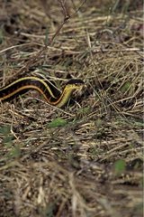 Serpent jarretière rampant sur l'herbe Manitoba Canada