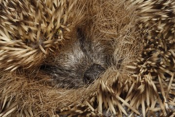 Western European hedgehog sleeping curled up in a ball Spain