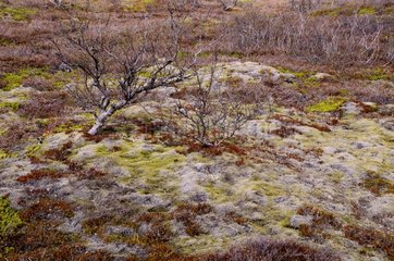 Tundra vegetation - Thingvellir NP Iceland