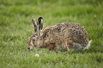 European hare in the grass - Torres del Paine NP Chile