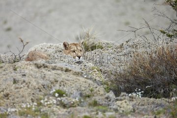 Puma female lying behind rocks - Torres del Paine NP Chile
