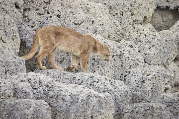 Puma female on rocks - Torres del Paine NP Chile