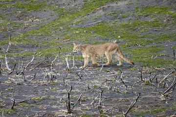 Puma walking on a burnt area - Torres del Paine NP Chile