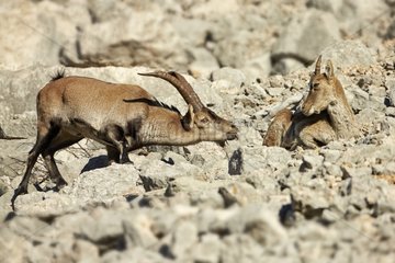 Spanish Ibex young male approaching female during rut -Spain