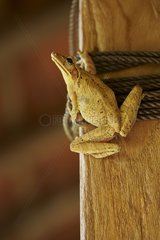 Asian Brown Treefrog inside a house - Bali Indonésia
