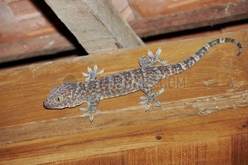 Tokay Gecko on a hise's ceiling - Bali Indonésia