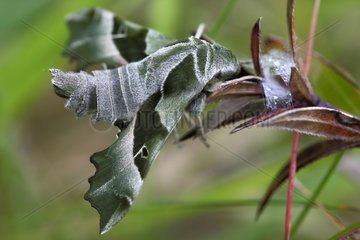 Willowherb Hawk-moth on leaf - Aquitaine France