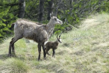 Female Chamois and its young Grand Paradis NP Italy