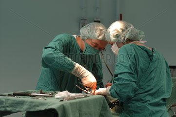 Reduktion einer Hundeschirurgie einer Fraktur Frankreich