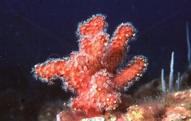 Polyps colonies of red Alcyon in mediterranean sea