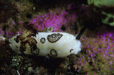 Nudibranch Flores island Indonesia Indian Ocean
