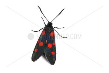 Burnet Moth on white background