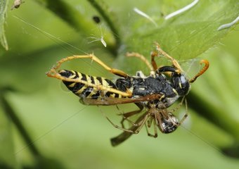 Common hammock-weaver capturing a Paper wasp-Northern Vosges