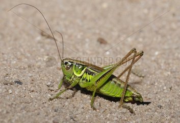 Roesel's Bush-Cricket on sand - Northern Vosges