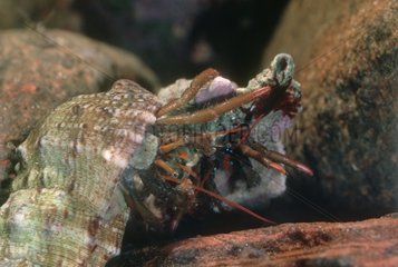 Two fighting Hermit Crabs