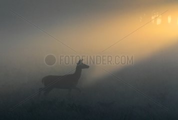 Hind standing in the mist at sunrise in autumn