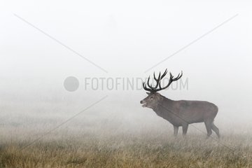 Red deer bellowing in the mist at sunrise in autumn