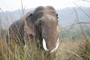 Asian or Asiatic elephant (Elephas maximus)  old male  Jim Corbett National Park  Uttarakhand  India