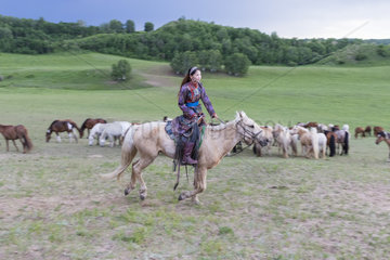 Mongolian horsewoman dressed with traditional clothes  lead a troop of horses running in a group in the meadow  Bashang Grassland  Zhangjiakou  Hebei Province  Inner Mongolia  China