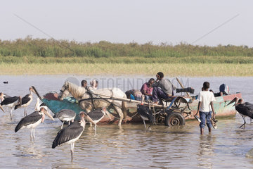Marabou stork (Leptoptilos crumenifer) around fishermen boats  they are waiting for the remains of fish thrown by the fishermen  Ziway lake  Rift Valley  Ethiopia