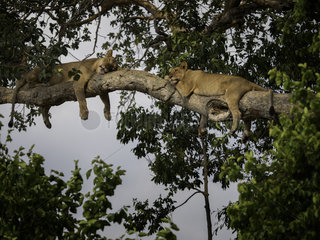 Two Lionesses (Panthera leo) rest high in the trees after a hearty meal in Africa.