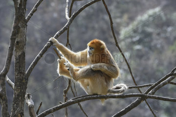 Golden snub-nosed monkey (Pygathrix roxellana) on a branch  Shanxii  China