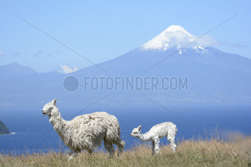 Llama (Llama Glama) and young in front of Llanquihue Lake and Osorno volcano  view of Puerto Octay  X Region of Lakes  Chile