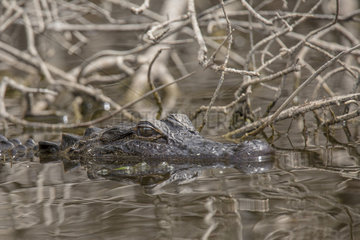 American Alligator (Alligator mississippiensis) in the Everglades Swamp  Florida