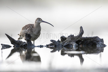 Curlew (Numenius arquata)  early morning  Alsace  France