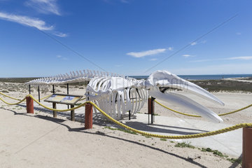 Skeleton of a gray Whale (Eschrichtius robustus)  adult  Ojo de Liebre Lagoon (formerly known as Scammon's Lagoon)  Guerrero Negro  Baja California Sur  Mexico