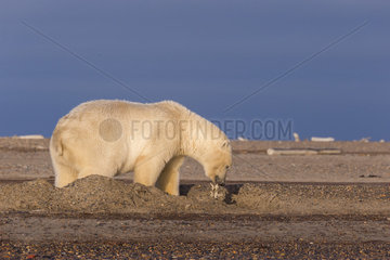 Polar Bear( Ursus maritimus ) along a barrier island outside Kaktovik  Every fall  polar bears (Ursus maritimus) gather near Kaktovik on the northern edge of ANWR  Barter Island  Arctic National Wildlife Refuge  Alaska