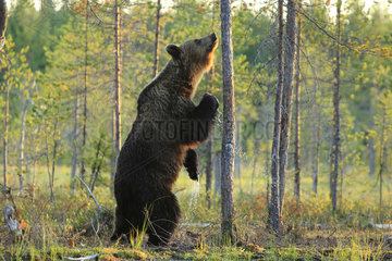 Brown Bear (Ursus arctos) sniffing a tree on which another bear has tagged  Finland