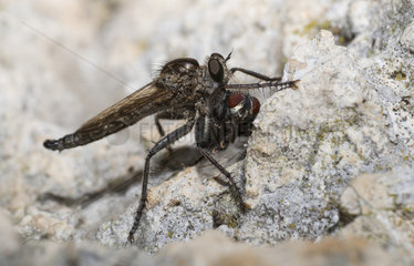 Robberfly (Machimus rusticus)  Mont Ventoux Biosphere reserve  France